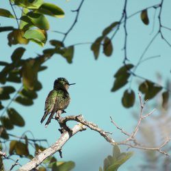 Kolibri, foto: Hendrikje van Leest