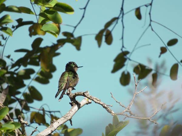 Kolibri, foto: Hendrikje van Leest